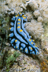 Nudibranchs - Phyllidia varicosa by Vito Lorusso 